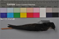 藏品(小雨燕)的圖片